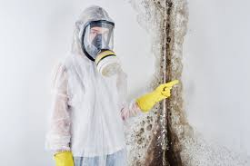 Best Black Mold Removal  in La Paloma, TX